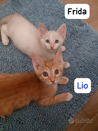 Fratellini e sorelline