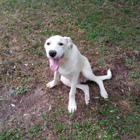 Cane incrocio pastore maremmano e pastore caucaso