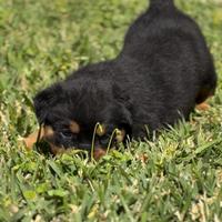 Cuccioli di Rottweilers