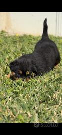 Cuccioli di Rottweilers