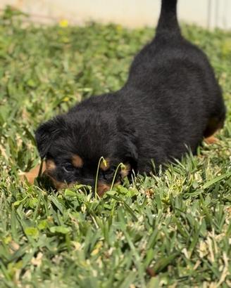 Cuccioli di Rottweilers