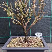 Bonsai di Uva Spina ( uva-crispa ) 126