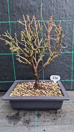 Bonsai di Uva Spina ( uva-crispa ) 126