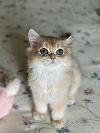 British longhair