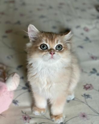 British longhair