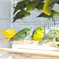 Parrocchetto barrato