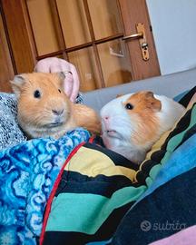 Porcellini d'india o cavie