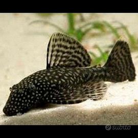 Pesce ancistrus