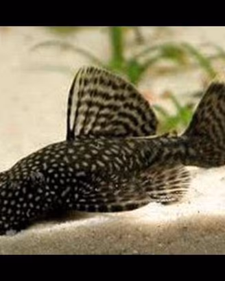 Pesce ancistrus
