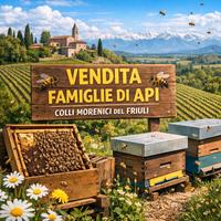 API nuclei di api su 5/6 telaini