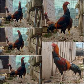 Gallo Galline Combattenti Shamo