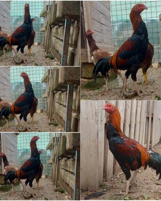 Gallo Galline Combattenti Shamo