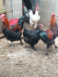 Gallo marans