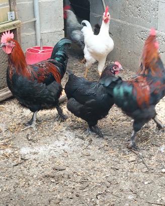 Gallo marans