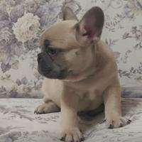 Bulldog Francese cuccioli