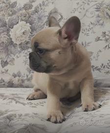 Bulldog Francese cuccioli