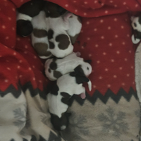 Cuccioli di cane razza shi tuz