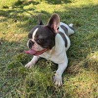 Bulldog Francese