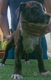 Pitbull