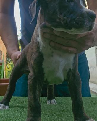 Pitbull