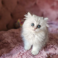 British Longhair con Pedigree