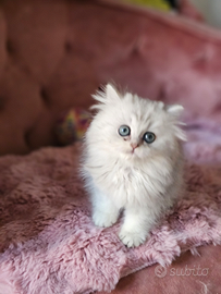 British Longhair con Pedigree