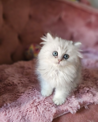 British Longhair con Pedigree