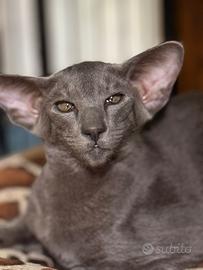 Gatti orintali