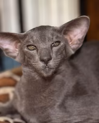 Gatti orintali