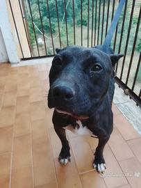 Pitbull Femmina