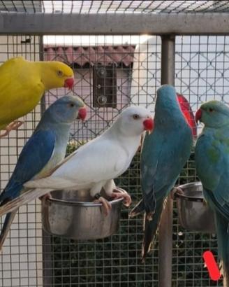 Parrocchetti dal collare