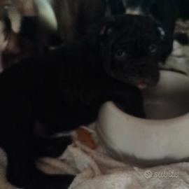 Bulldog inglese Continental