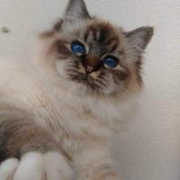 Sacro di Birmania adulta sterilizzata