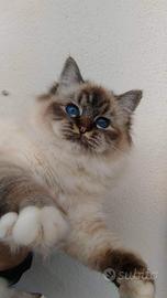 Sacro di Birmania adulta sterilizzata