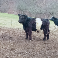 Vitello belted Galloway
