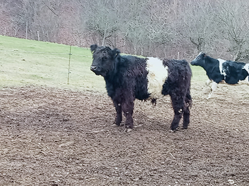 Vitello belted Galloway