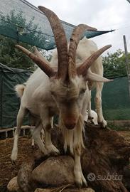 Capre quattro corna di Sondrio