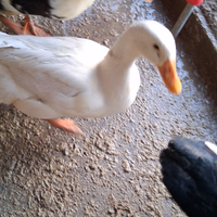 Anatra pechino (maschio)