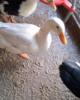 Anatra pechino (maschio)