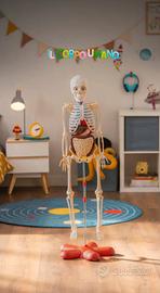Divertiti e scopri il corpo umano