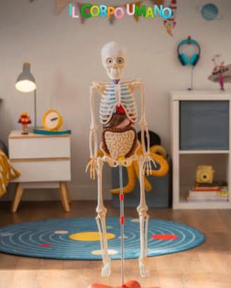 Divertiti e scopri il corpo umano