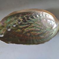 ABALONE OPPURE ORECCHIE DI MARE STUPENDA CONCHIGLI