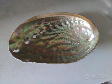 ABALONE OPPURE ORECCHIE DI MARE STUPENDA CONCHIGLI