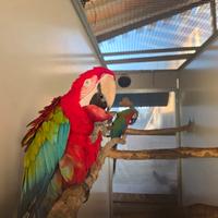 nido x ara a fusto di ferro 