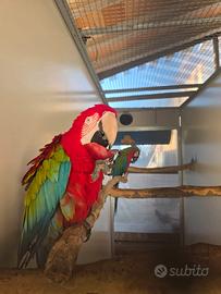 nido x ara a fusto di ferro 