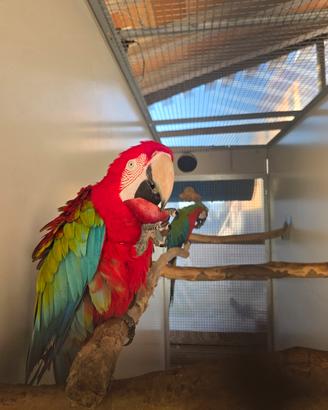 nido x ara a fusto di ferro 