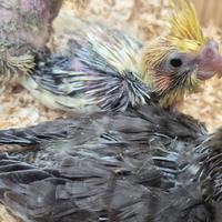 Pulli calopsite e coppie