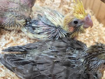 Pulli calopsite e coppie