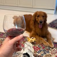 Monta GOLDEN RETRIEVER Americano