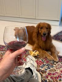 Monta GOLDEN RETRIEVER Americano